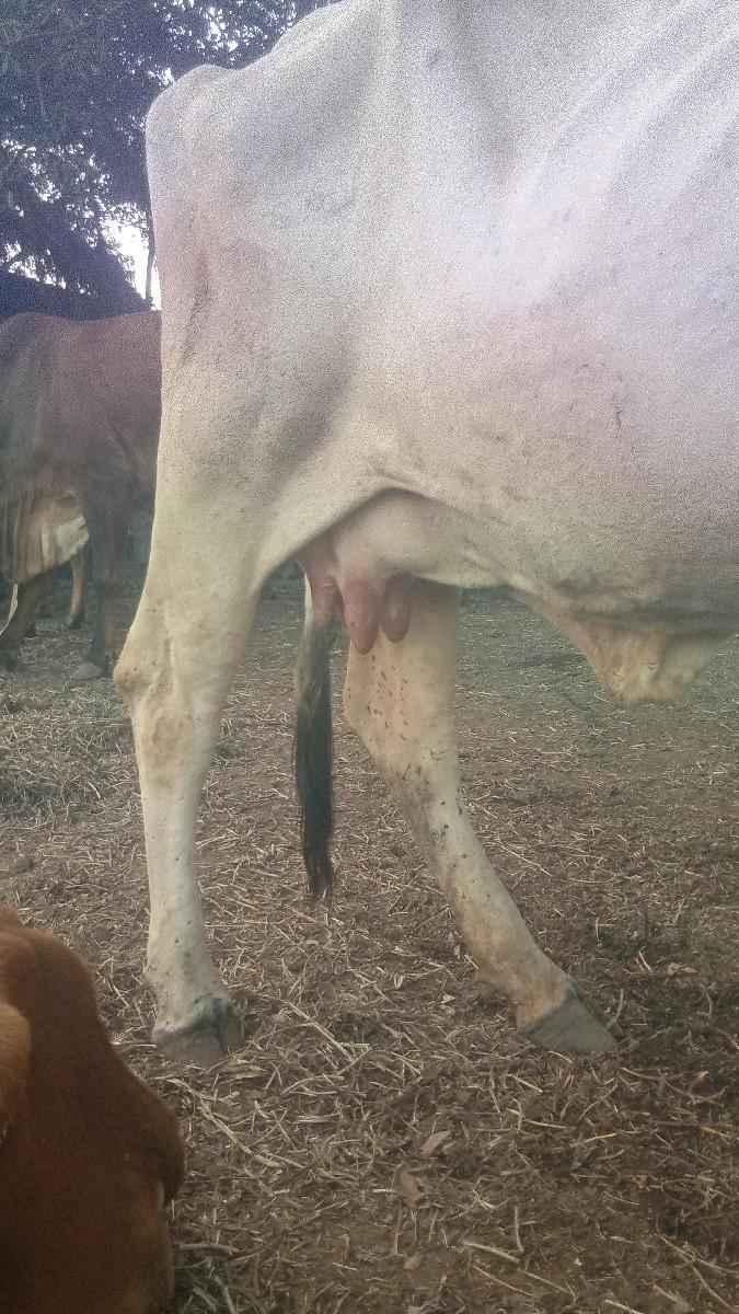 થંબનેલ 2