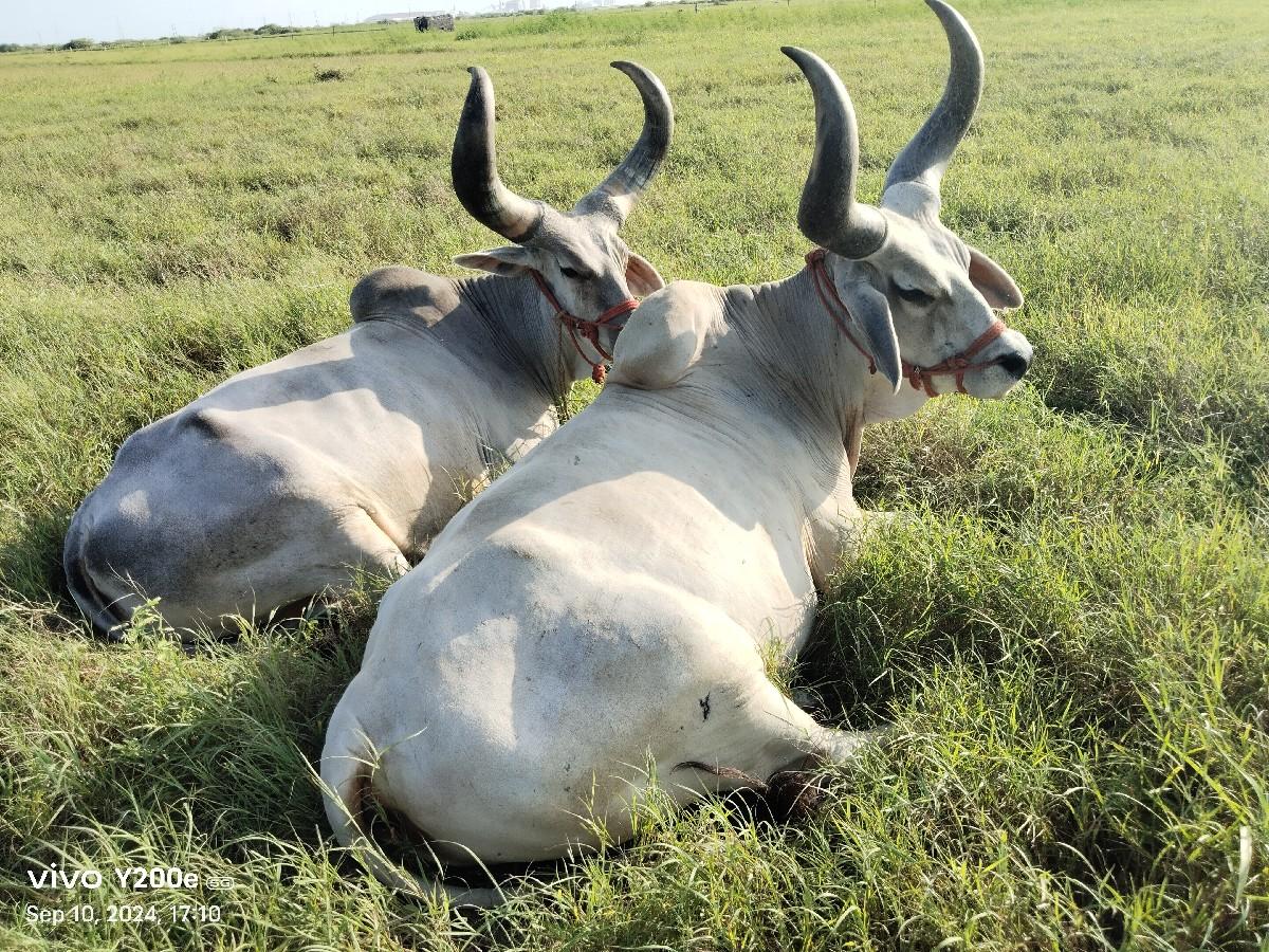 4 ધર ના બળદ વેચવાના છે