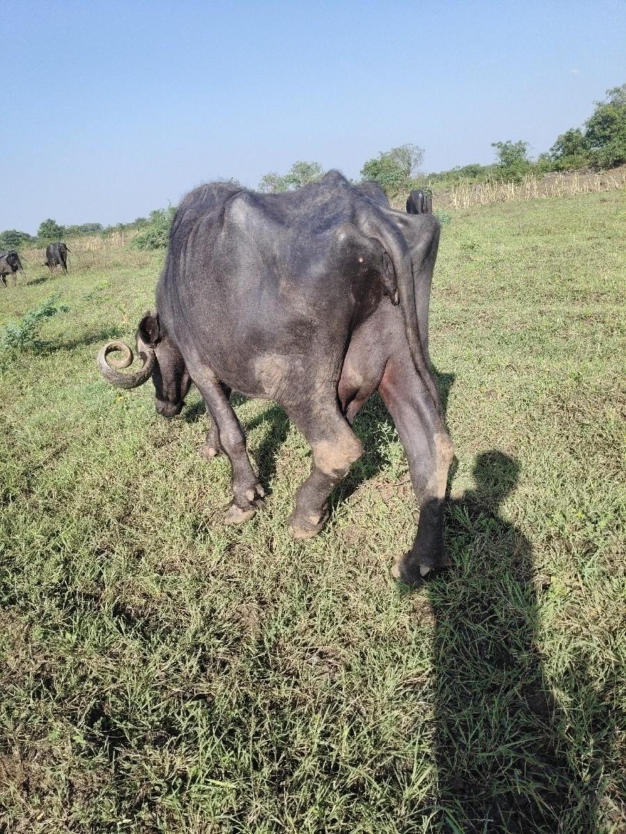 થંબનેલ 2