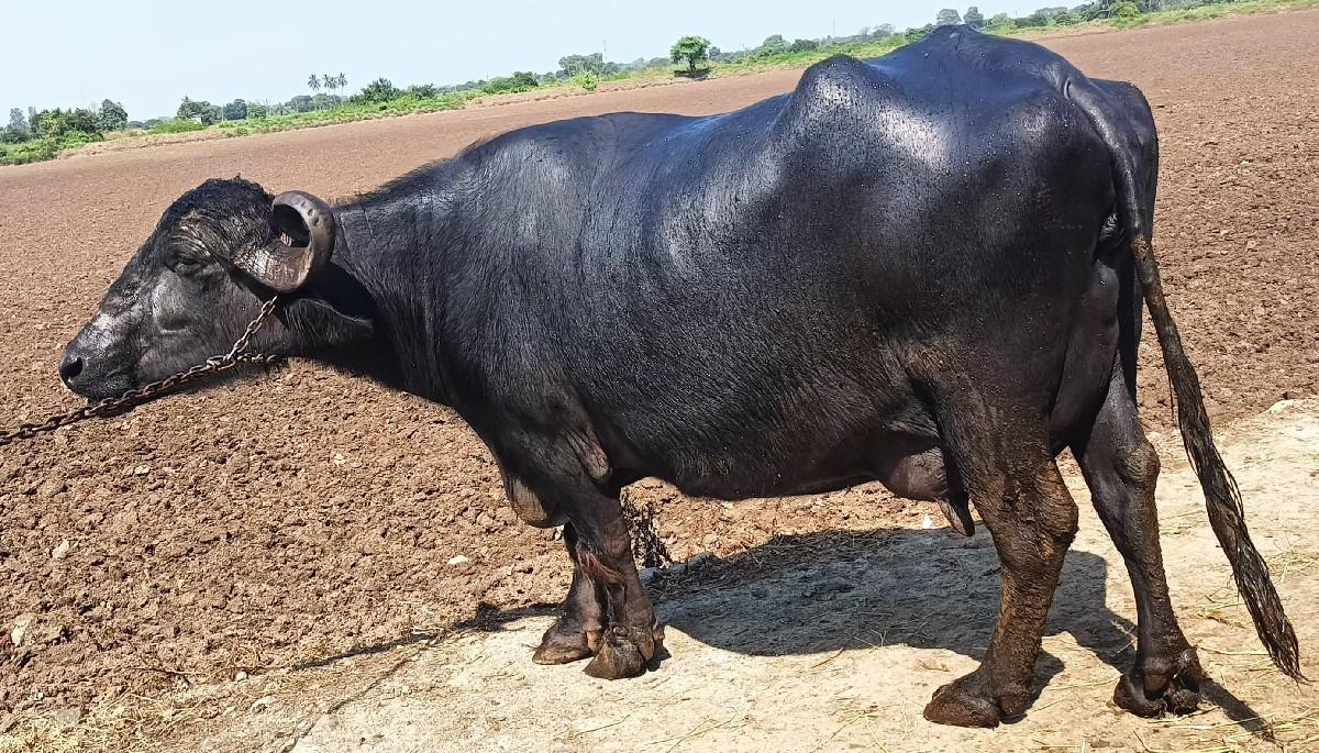 ભેંસ વેચવાની છે.