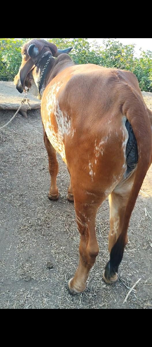 હોડકી વેચવાની છે