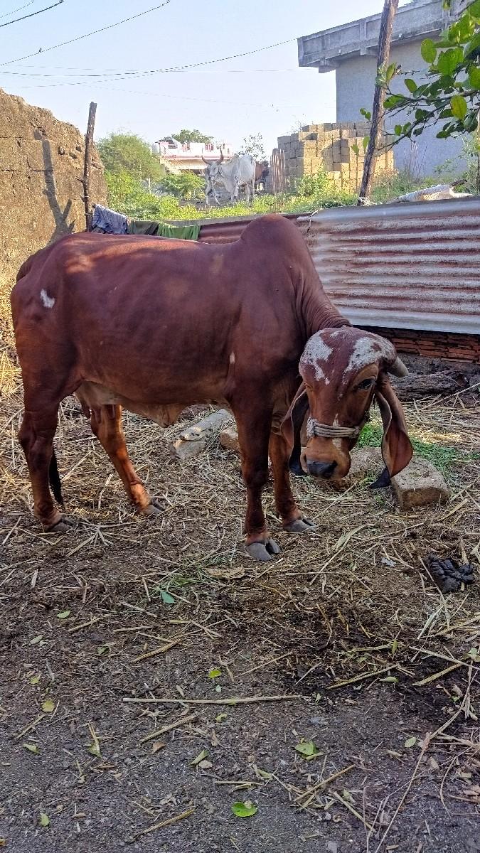 આ ગાય વેચવાની છે