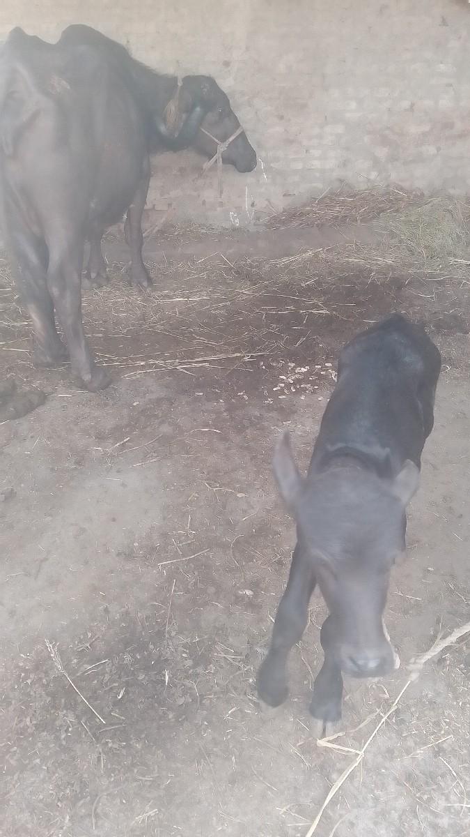 ભેશવૈશવાનીસે