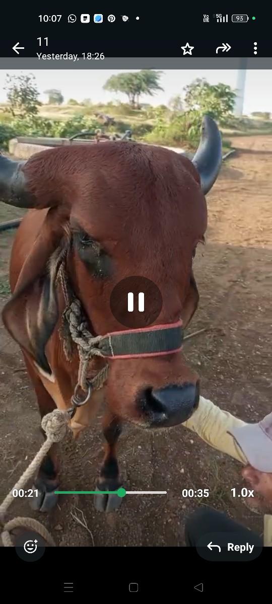 gay pachr desi soji 1pilu vate