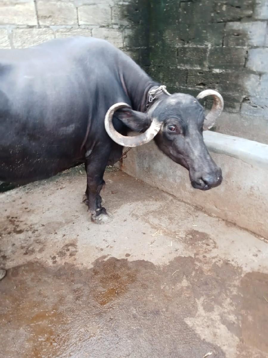 ભેંશ વેચવાની છે