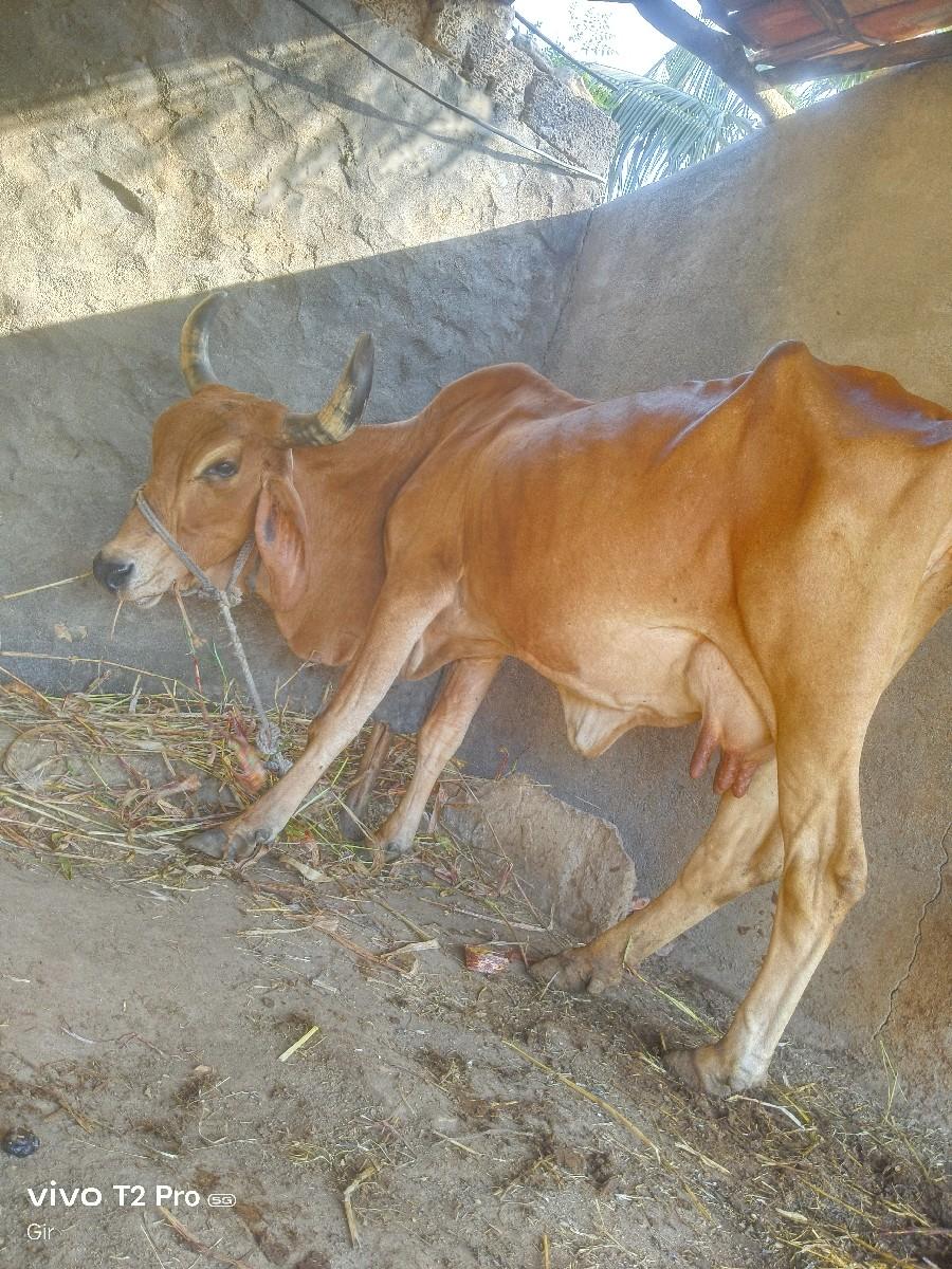 થંબનેલ 2