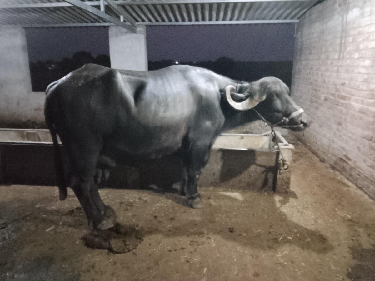 તન ભેંસ વેચવાની છે તાજી વાણલ