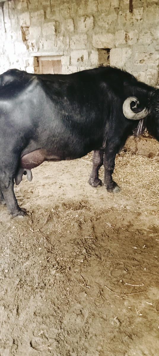 ભેંસ વેચવાની છે