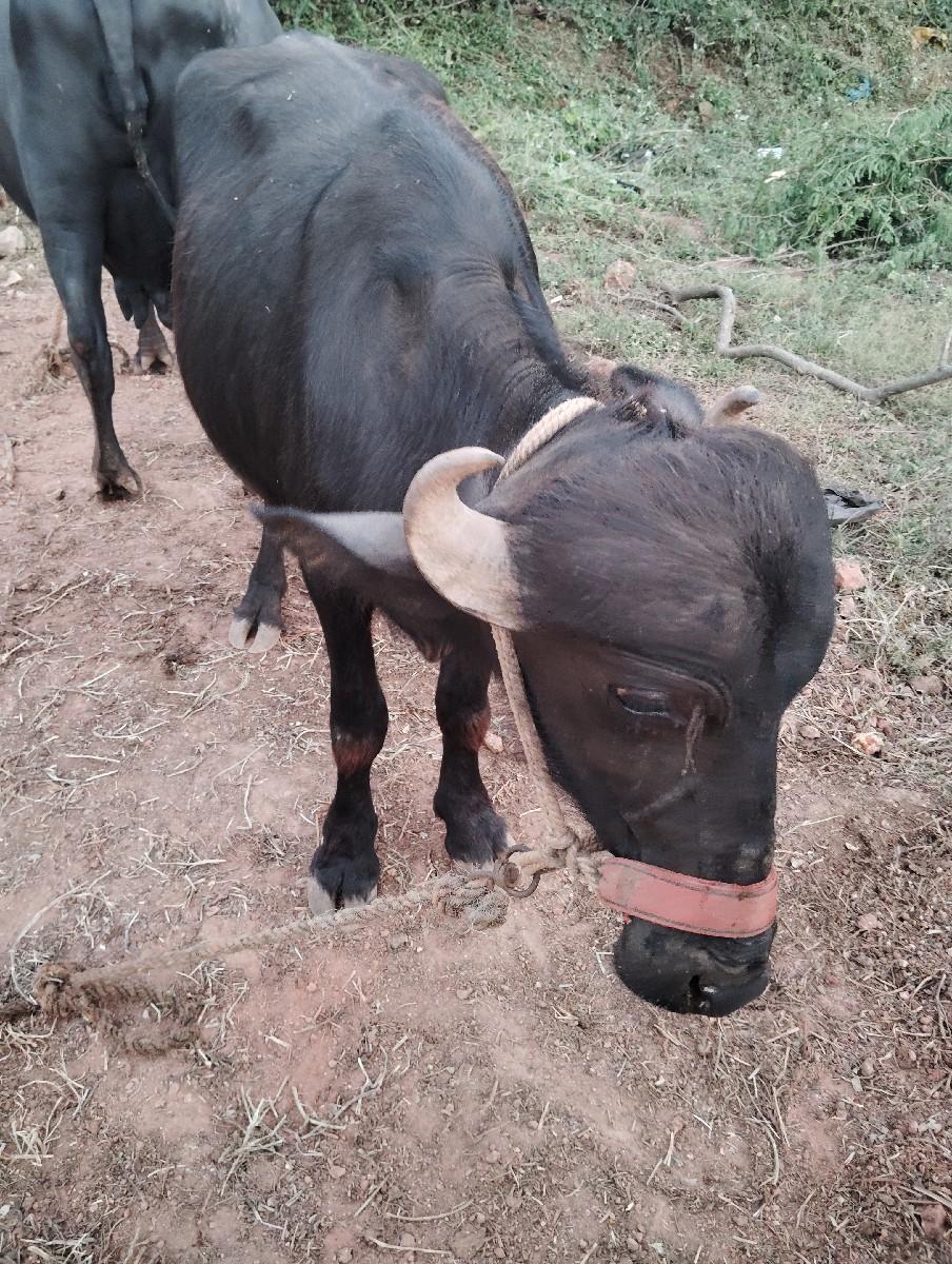 થંબનેલ 3