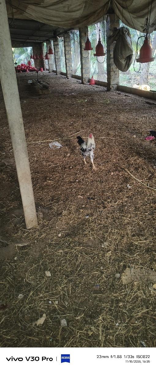 મૂરગા વેચવાનાછે