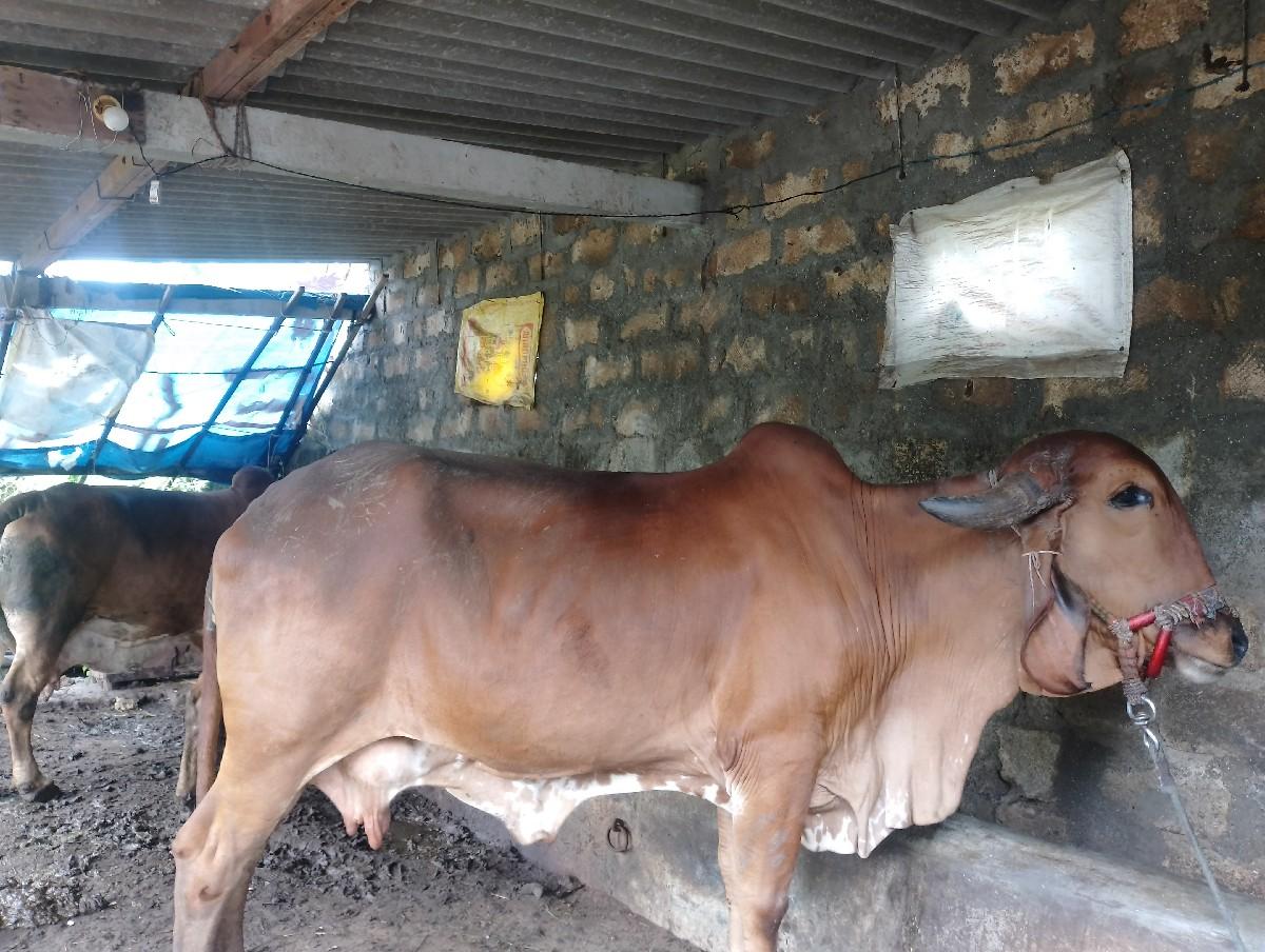 થંબનેલ 2