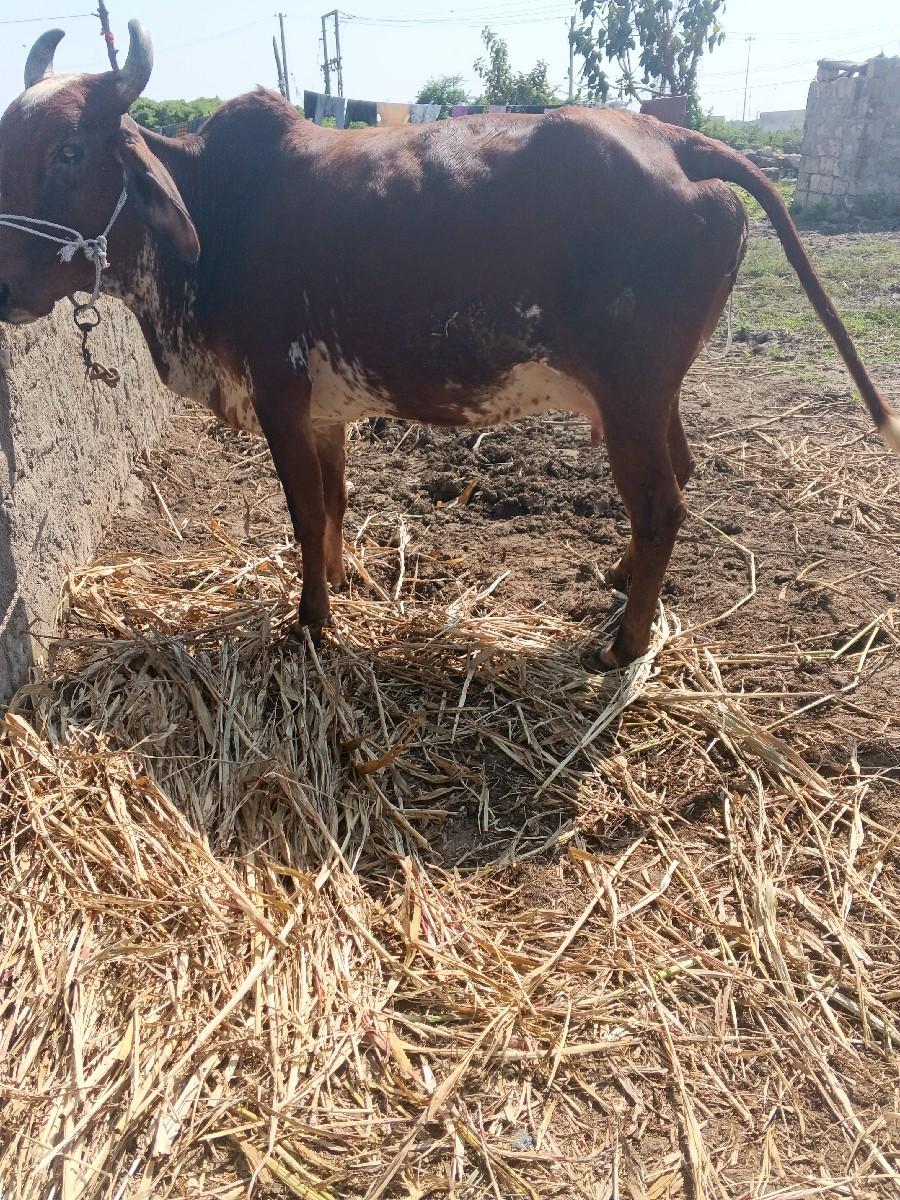 થંબનેલ 2