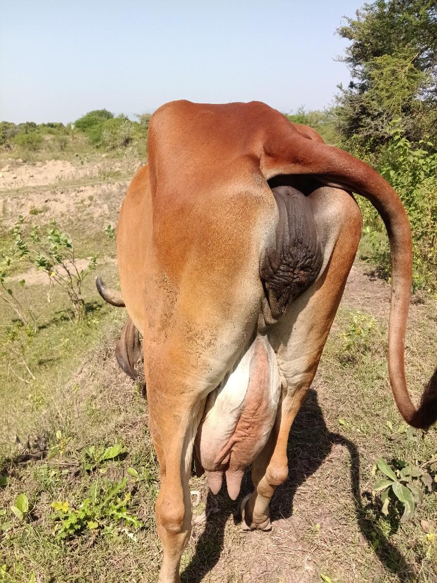 આ ગાય વેચવાની છે