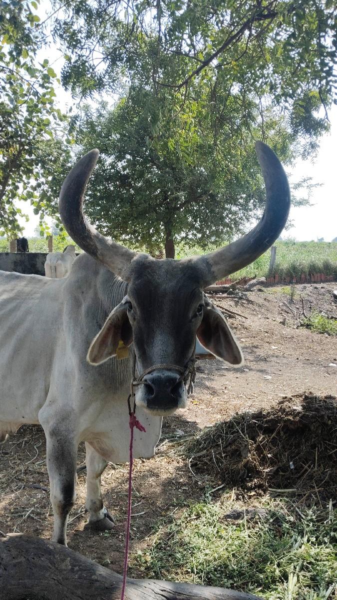 થંબનેલ 2