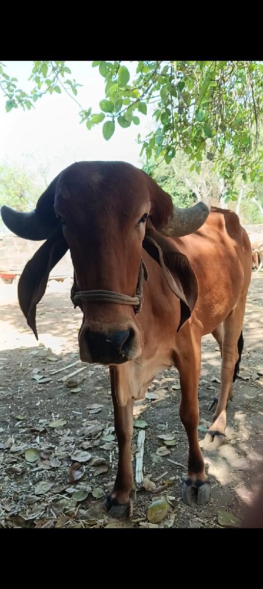 ગીરગાનું ગૌમૂથ જીલેલું