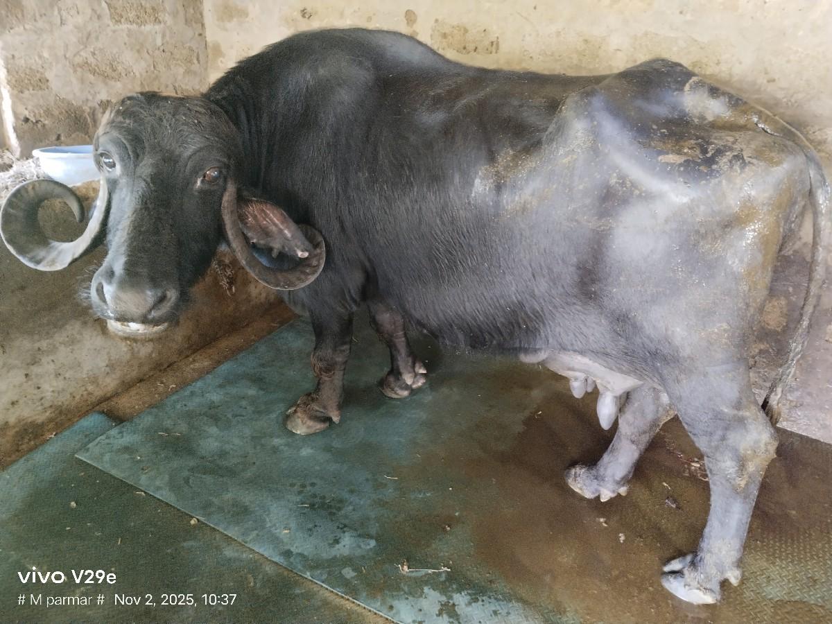 થંબનેલ 3