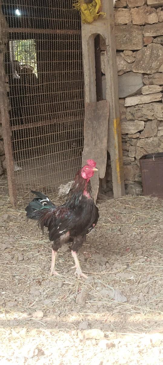 થંબનેલ 2