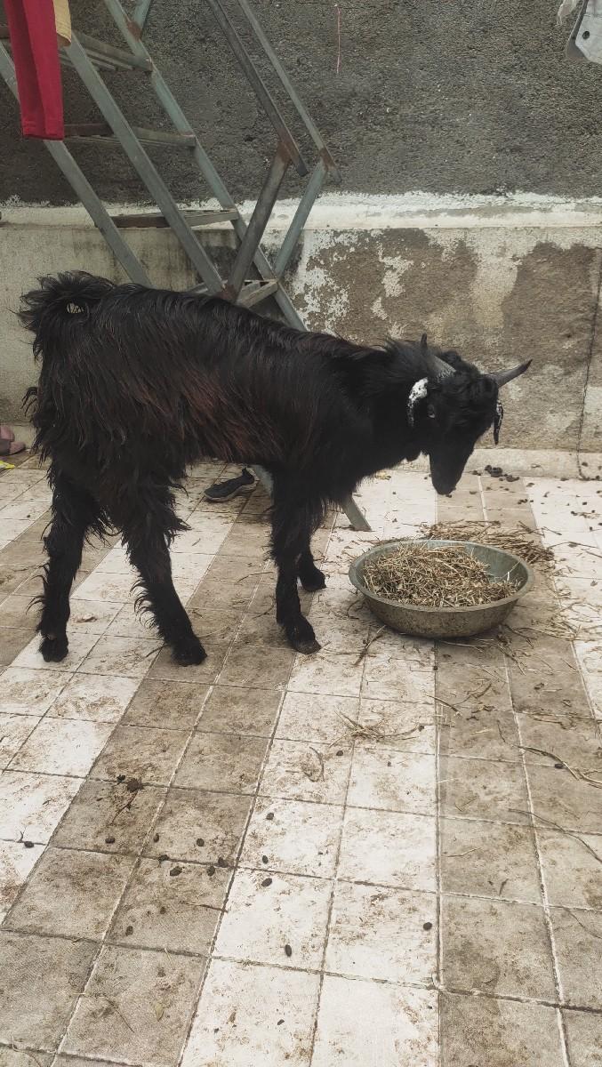 bakro deva no che patiro