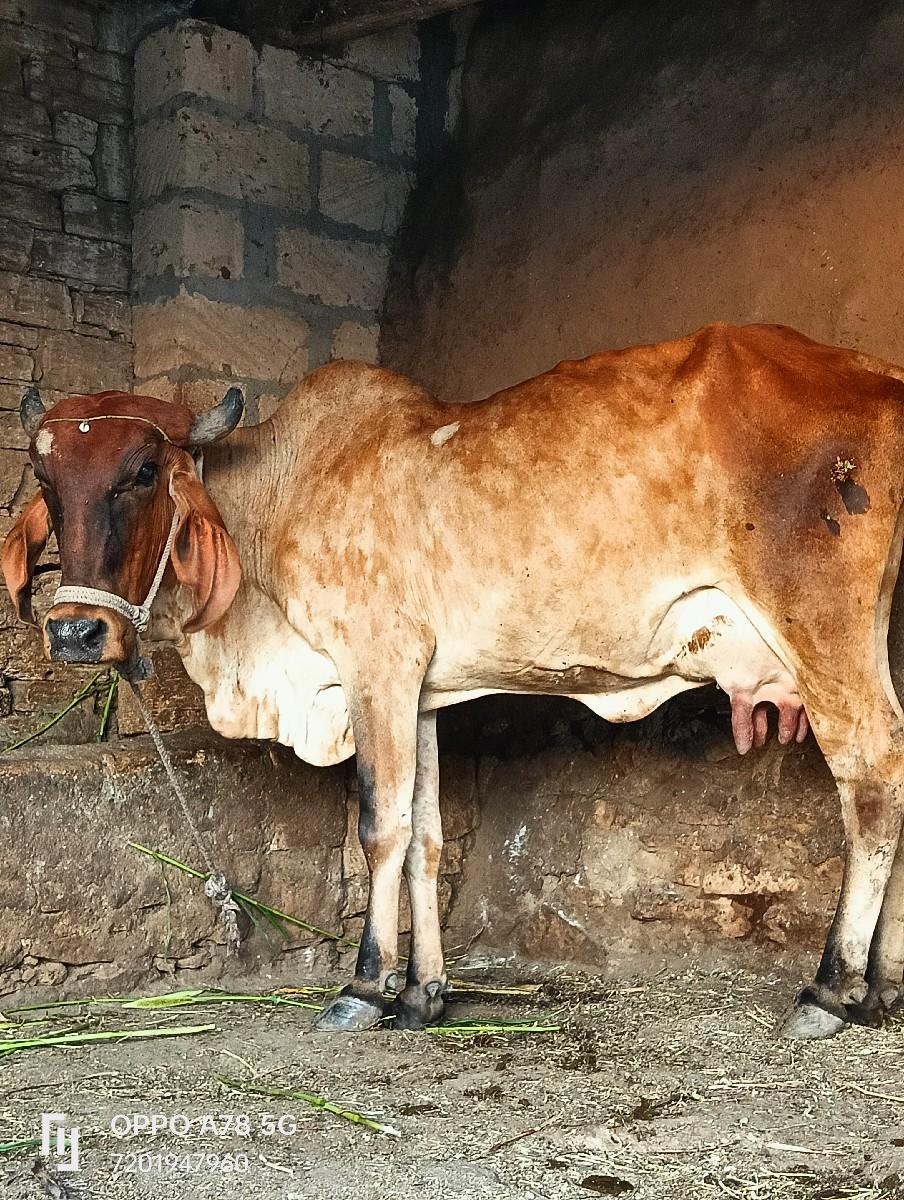 ત્રણ ગીર હોટકી વેચવાની છે