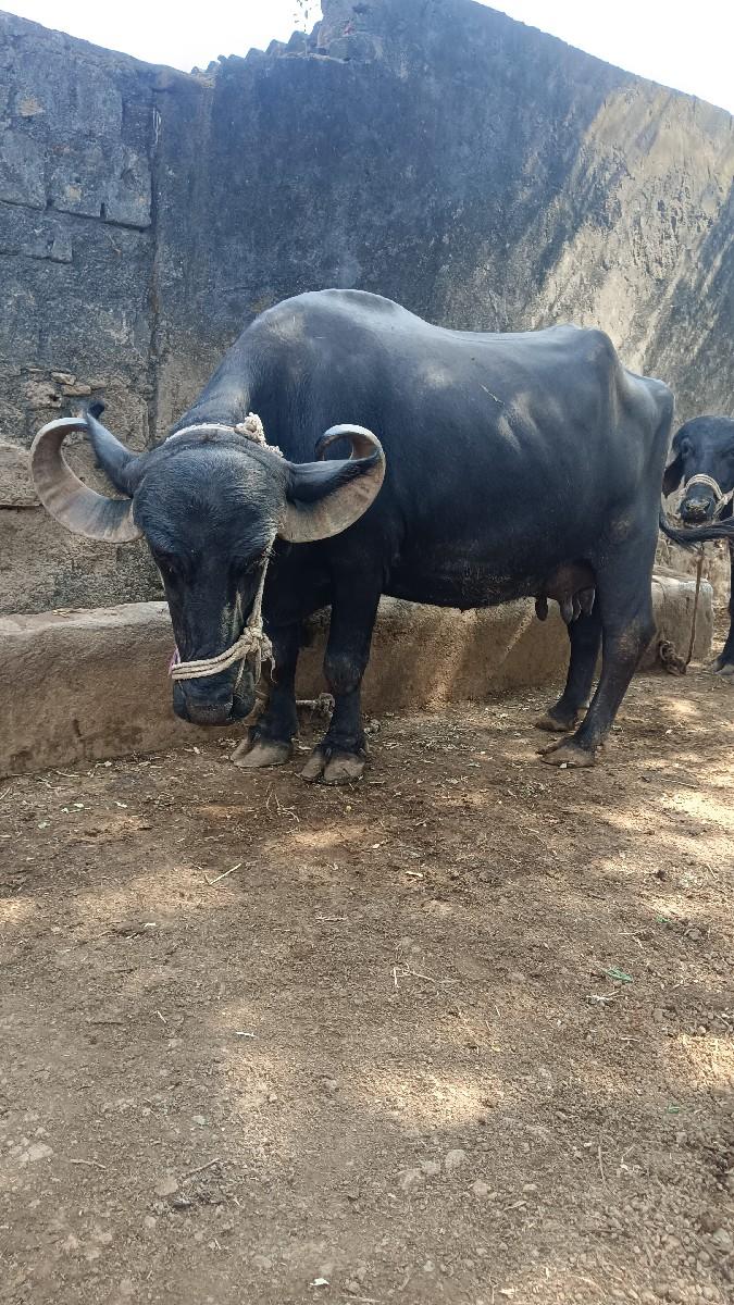 થંબનેલ 3