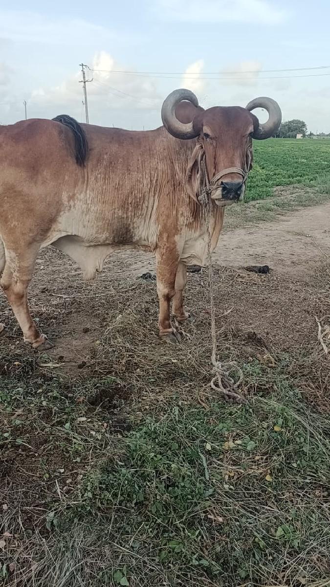 5મી ઘર બળદ વેચવા નો છે