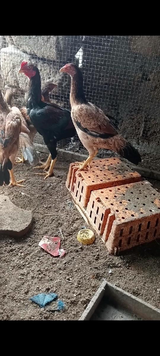 થંબનેલ 2