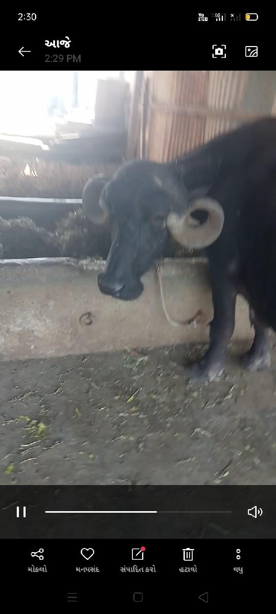 થંબનેલ 3