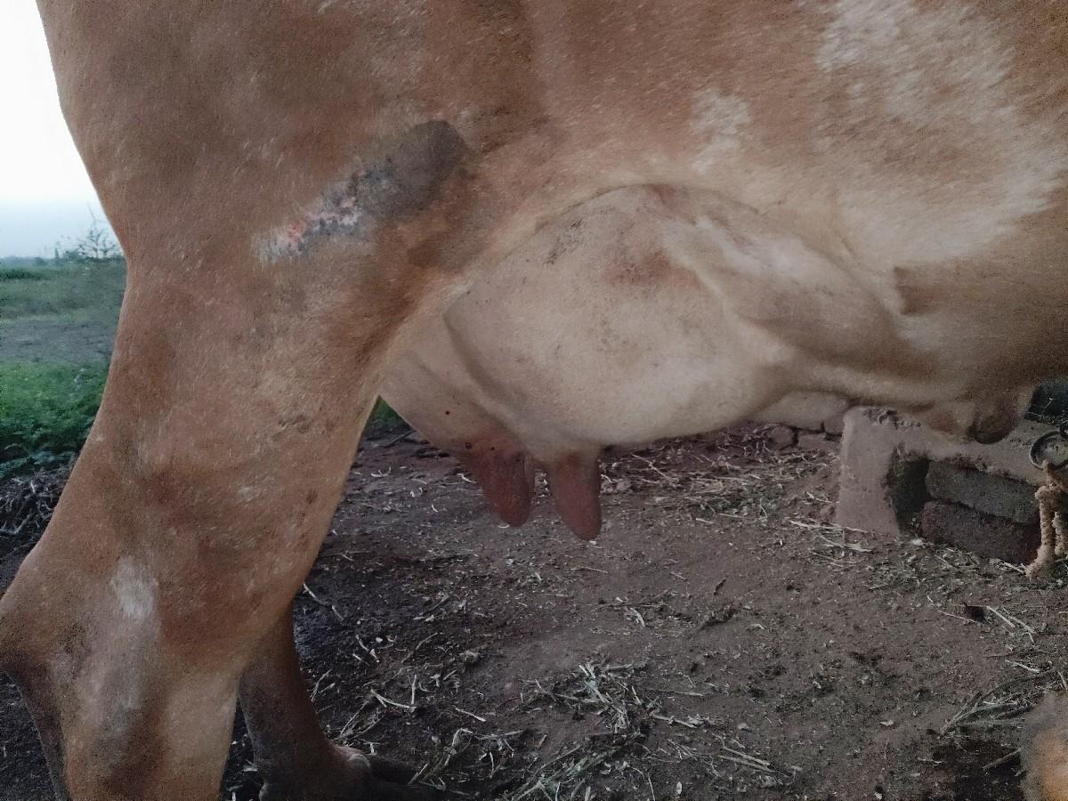 થંબનેલ 2