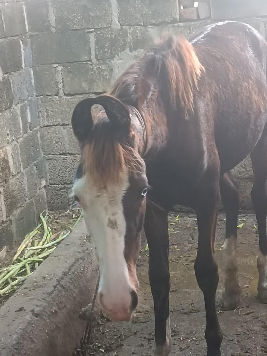 8 mhina ni vacheeri.