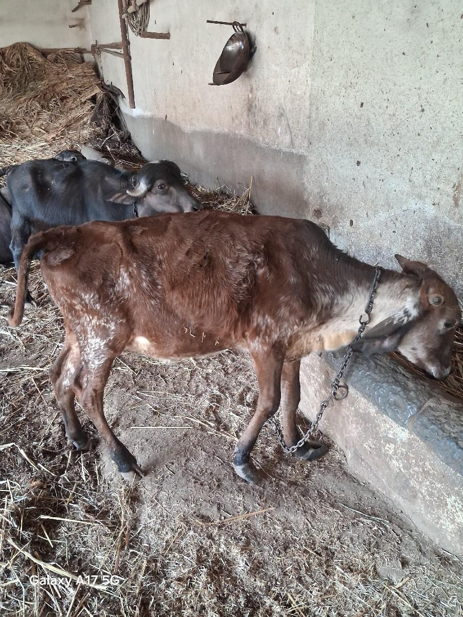 વાછડી દેવાની સે મફત