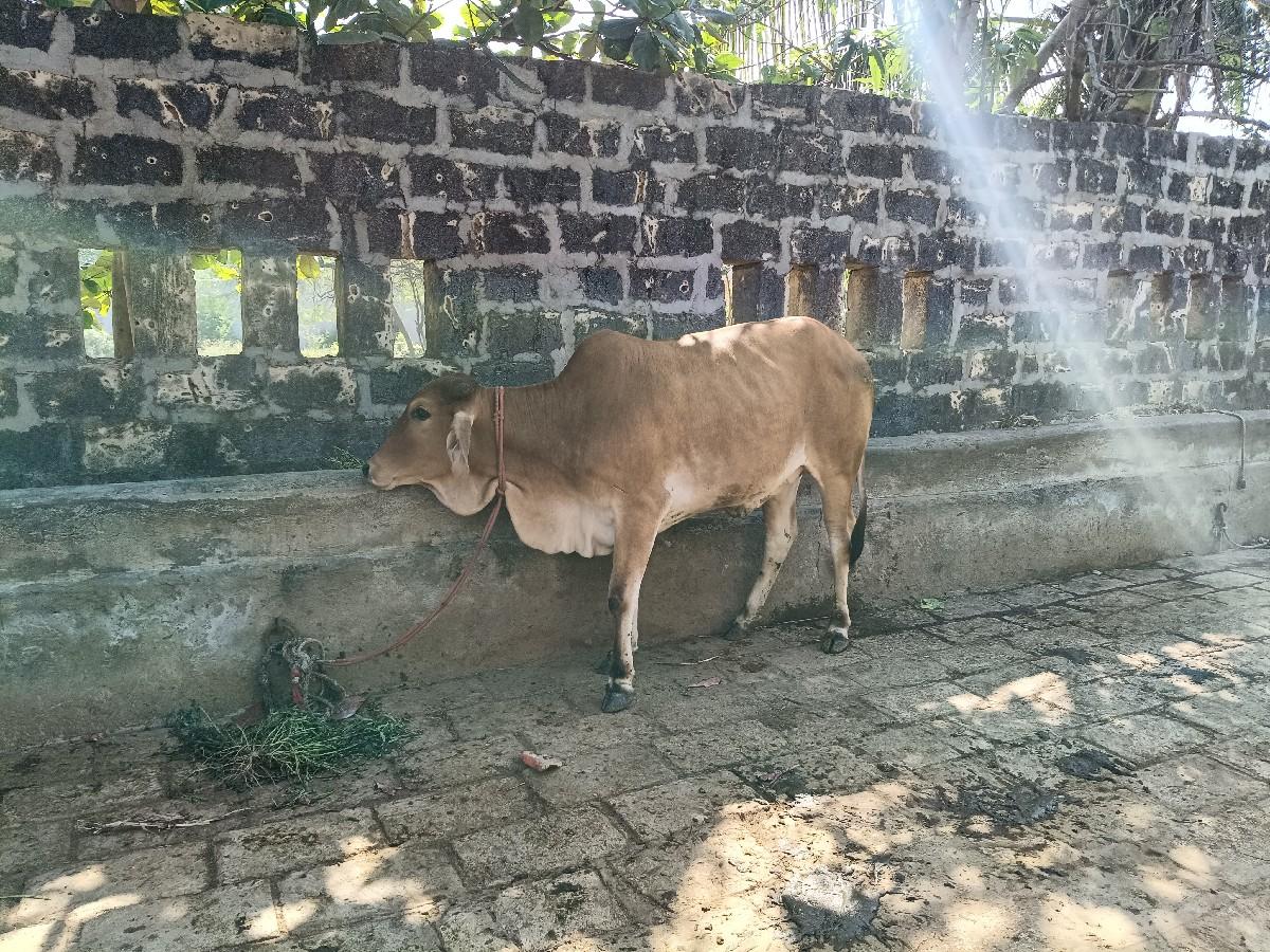 થંબનેલ 2