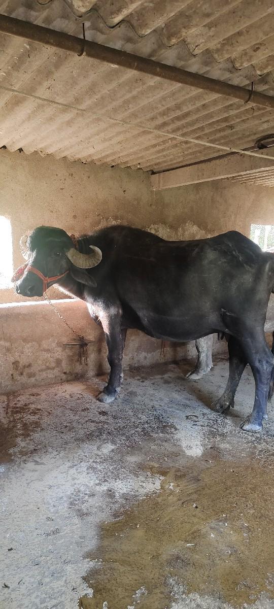 બીજુ વેતર  ગાભણ