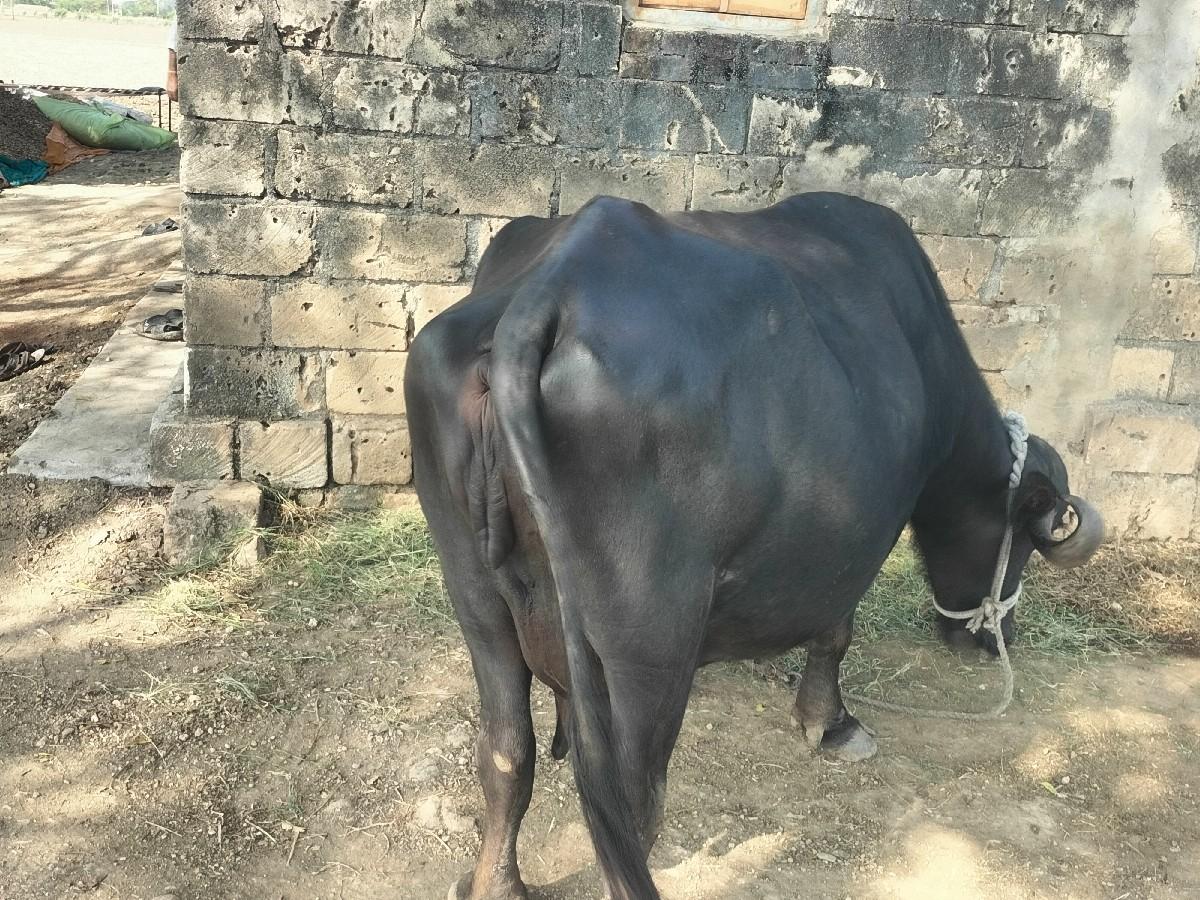 થંબનેલ 2