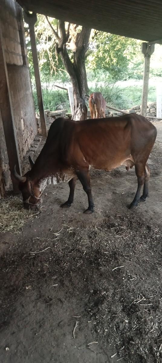 થંબનેલ 2