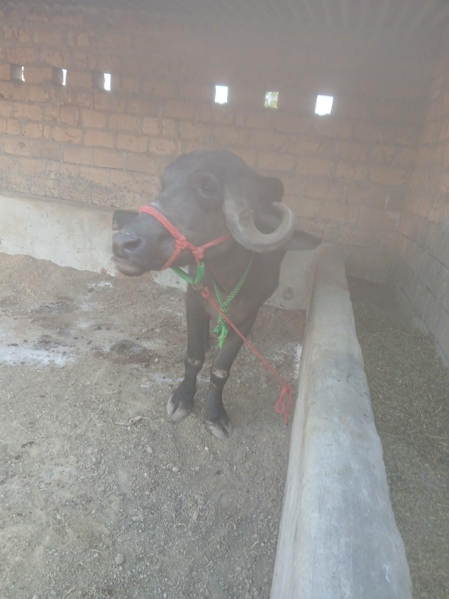 થંબનેલ 2