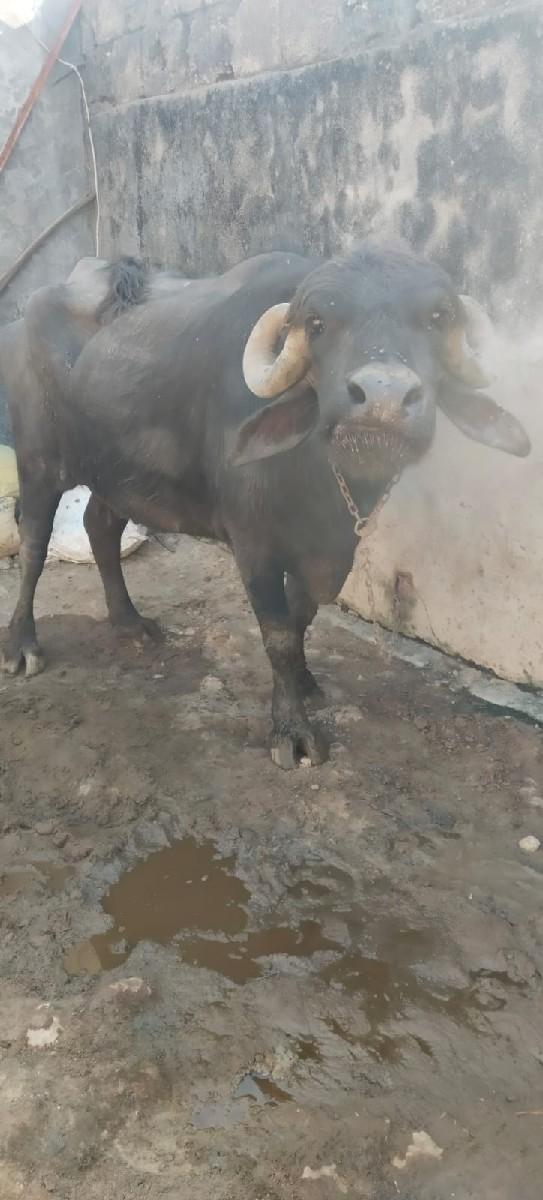 ભેસ
વેચવાની છે