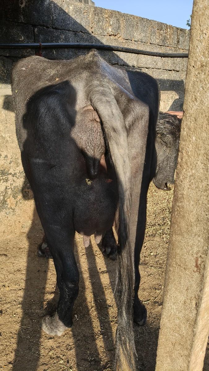 થંબનેલ 2