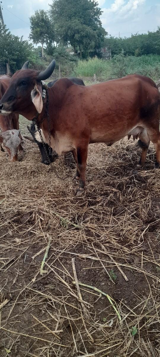 ગાય વેચવા ની છે