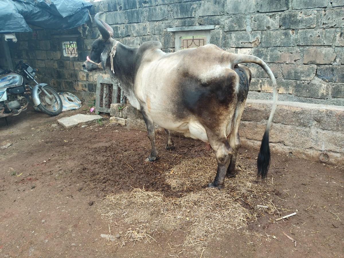 થંબનેલ 3