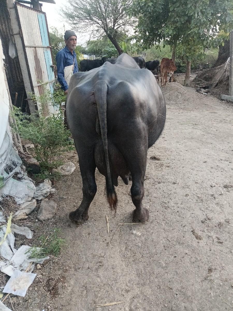 થંબનેલ 3