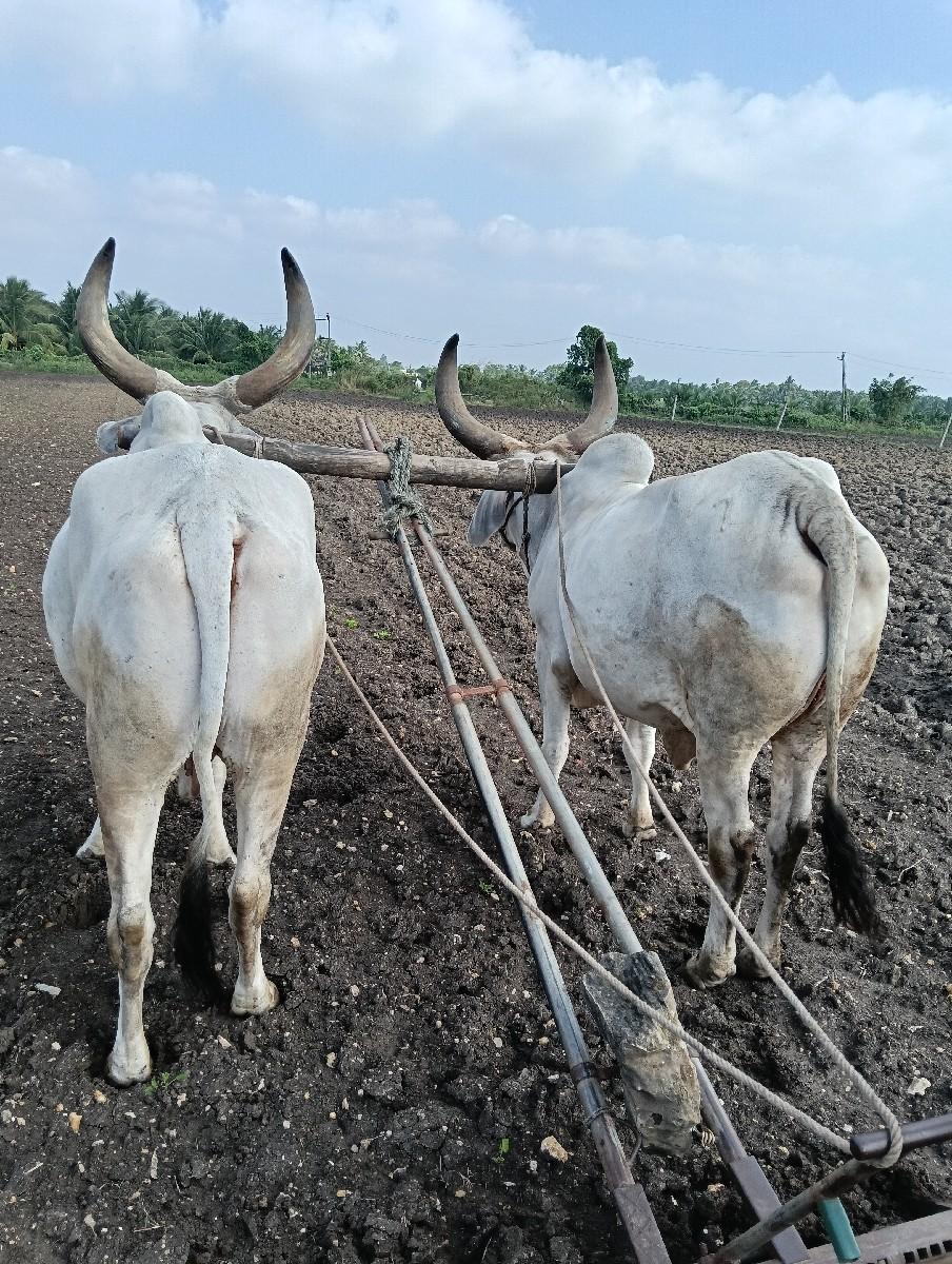 વેચવાના  બળદ