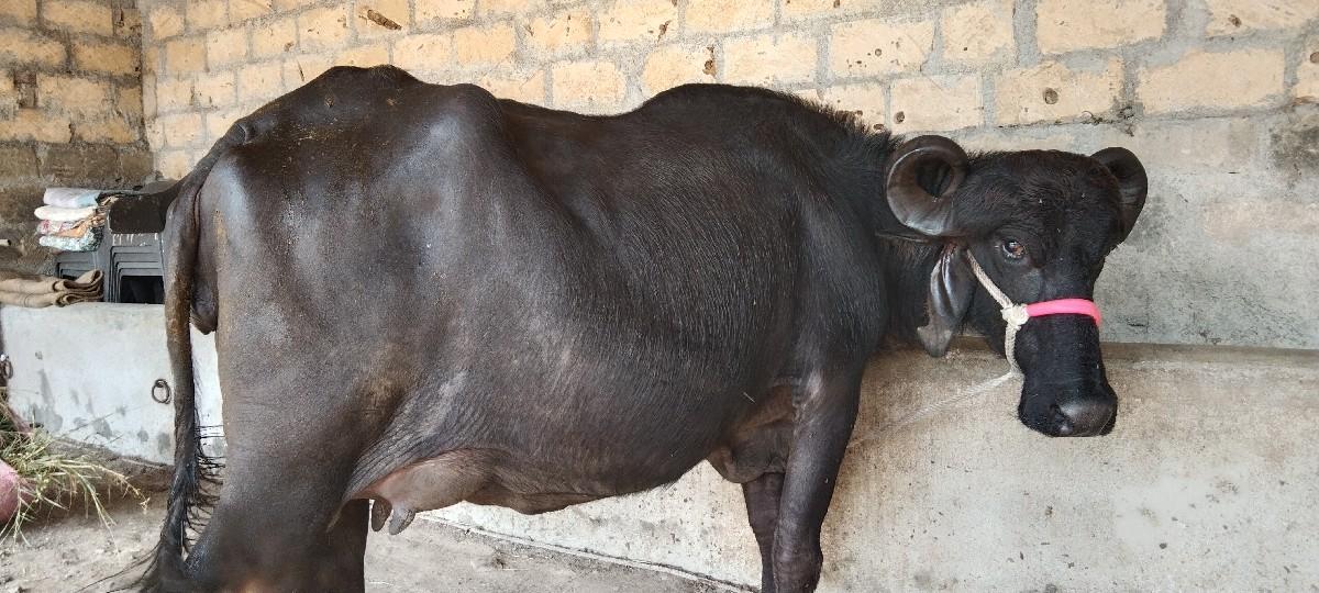 ભેંસ વેચવાની છે