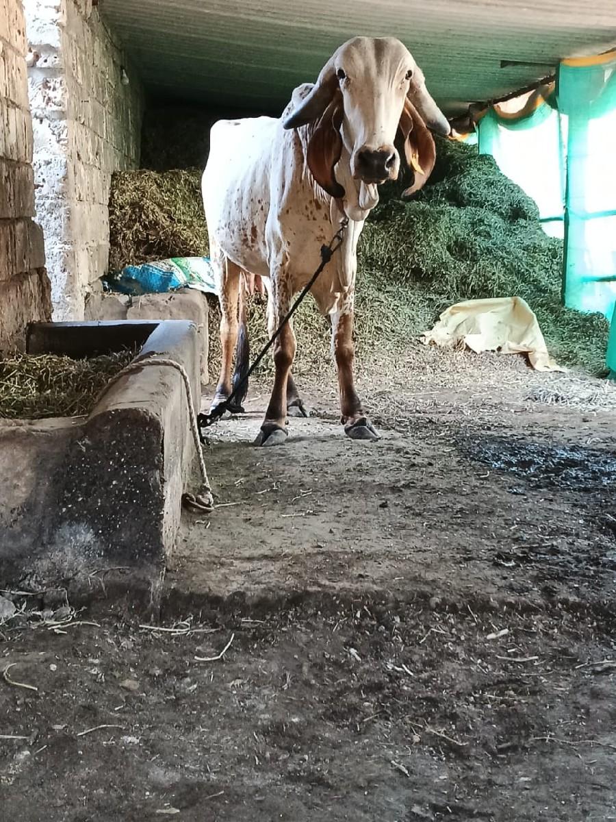 ઓરીજીનલ ગીર હોડકી વેસવાનીછે