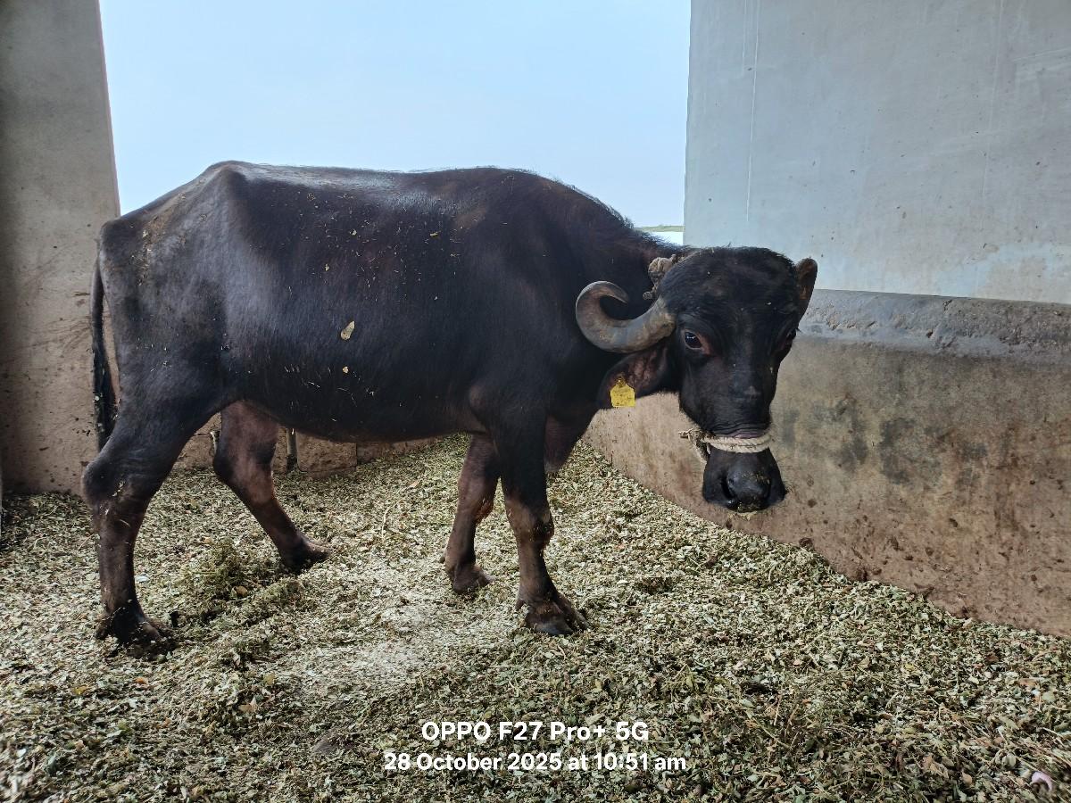 ખડેલી વેચવાની છે