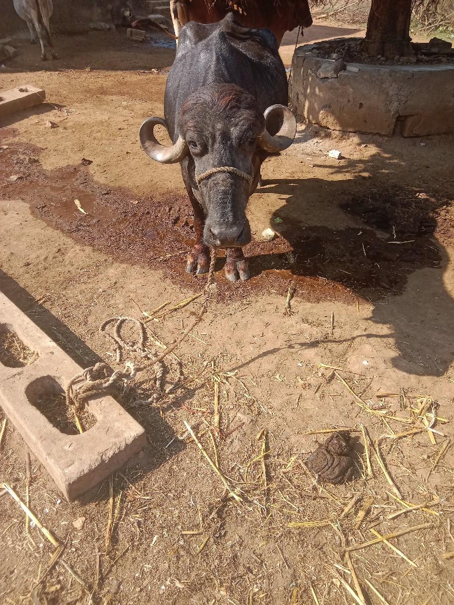 થંબનેલ 2