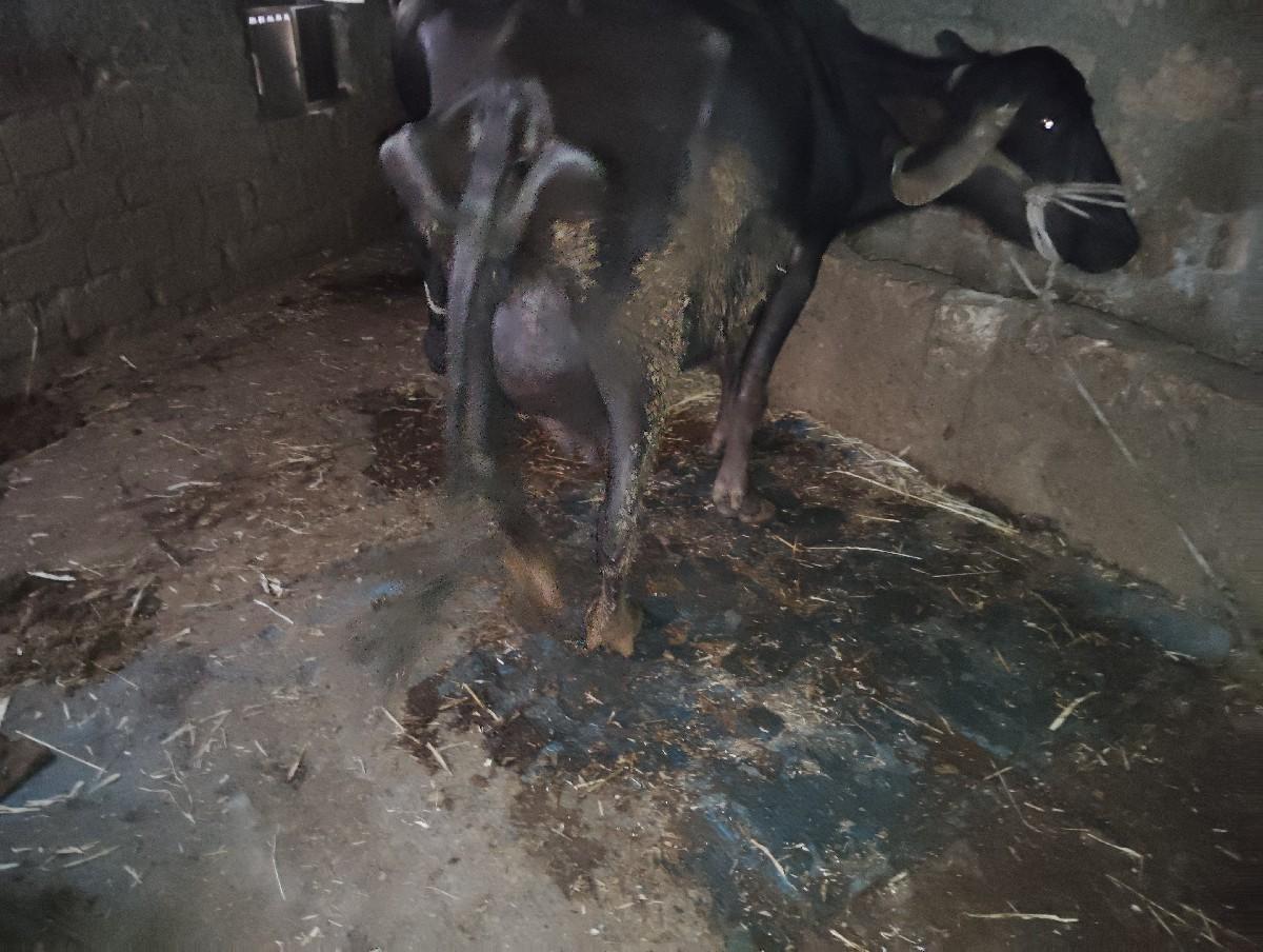 થંબનેલ 2