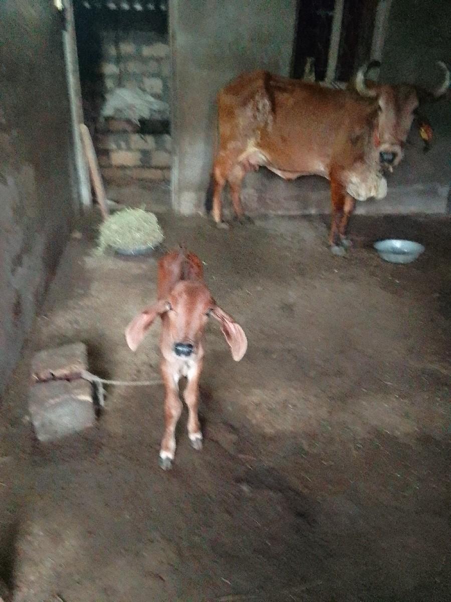 થંબનેલ 2