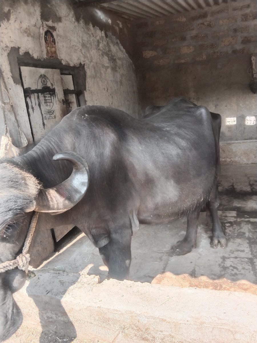 વેશવાની છે