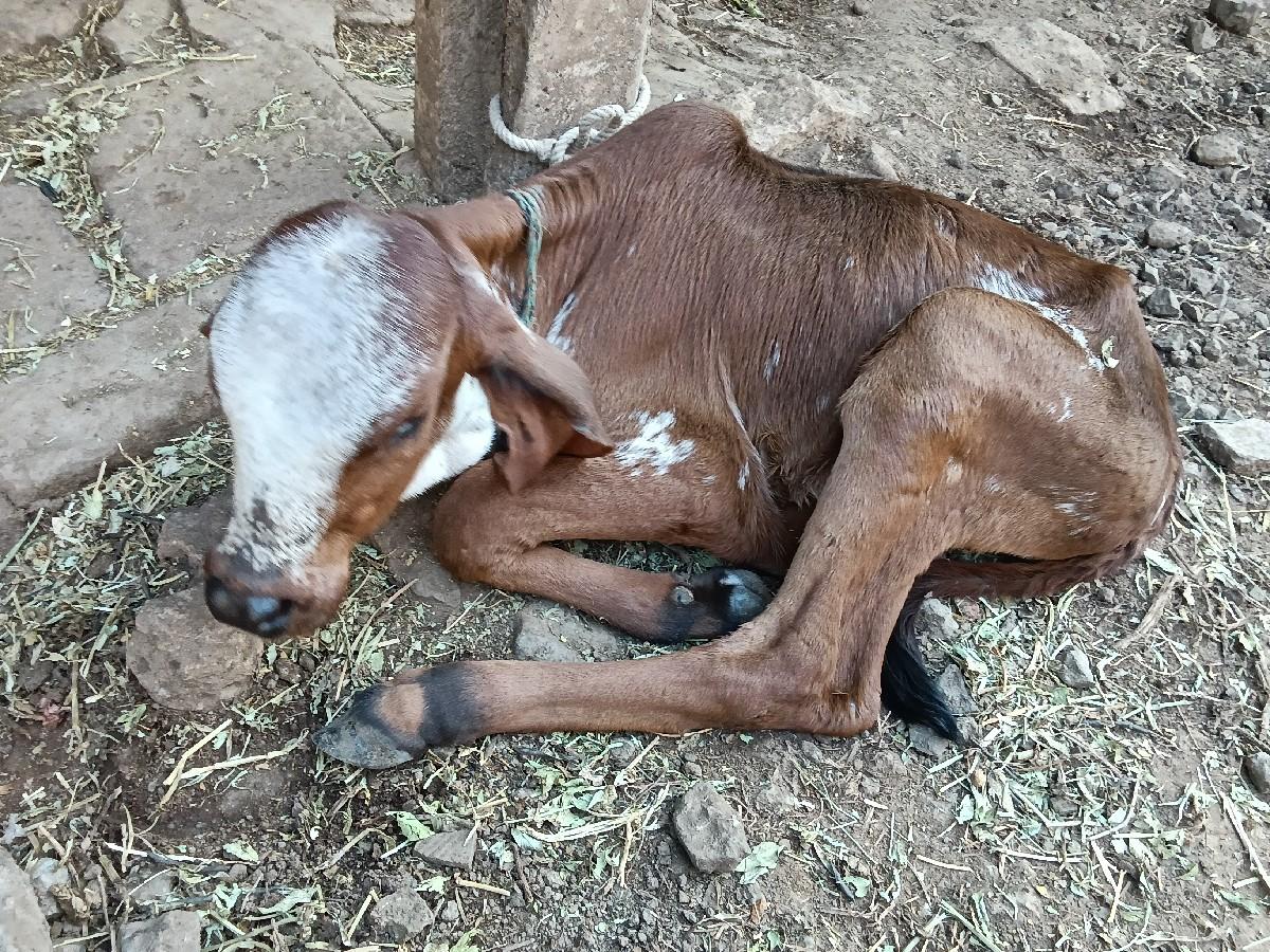 થંબનેલ 2