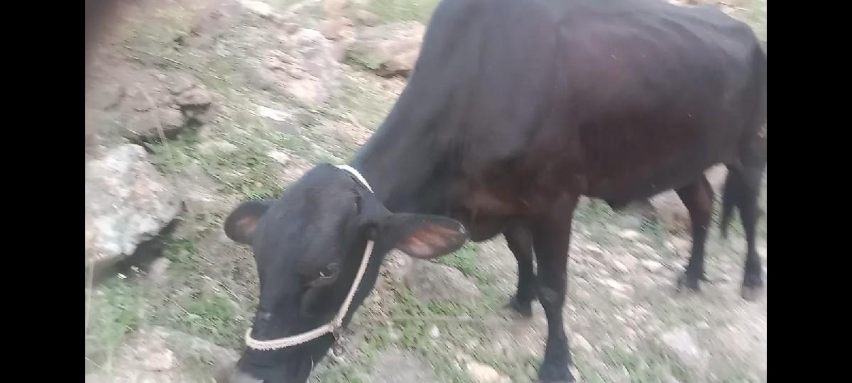 asabgay.  &  bhesh veshvani se